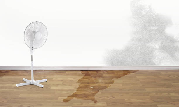 Best Water damage cleanup near me  in Hobe Sound, FL